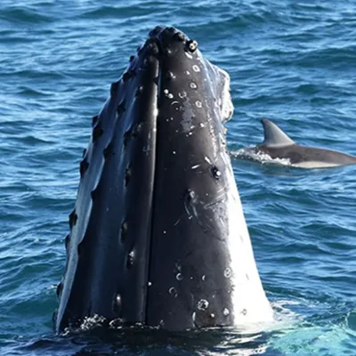 Sydney whale watching cruises from $54.30