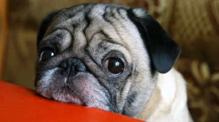 Westpac cracks down on scammers with new tech – will other banks follow?