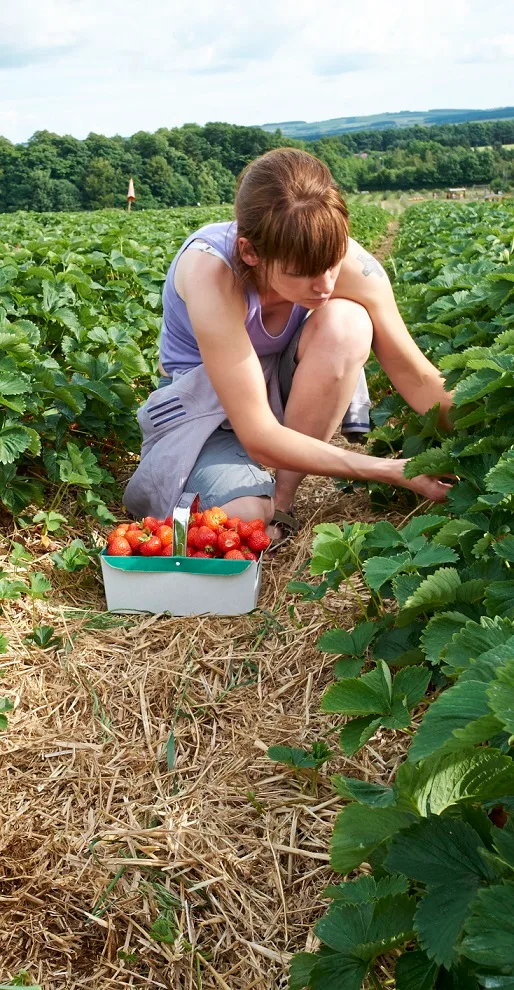 a woman picking ripe strawberries at a farm in summer