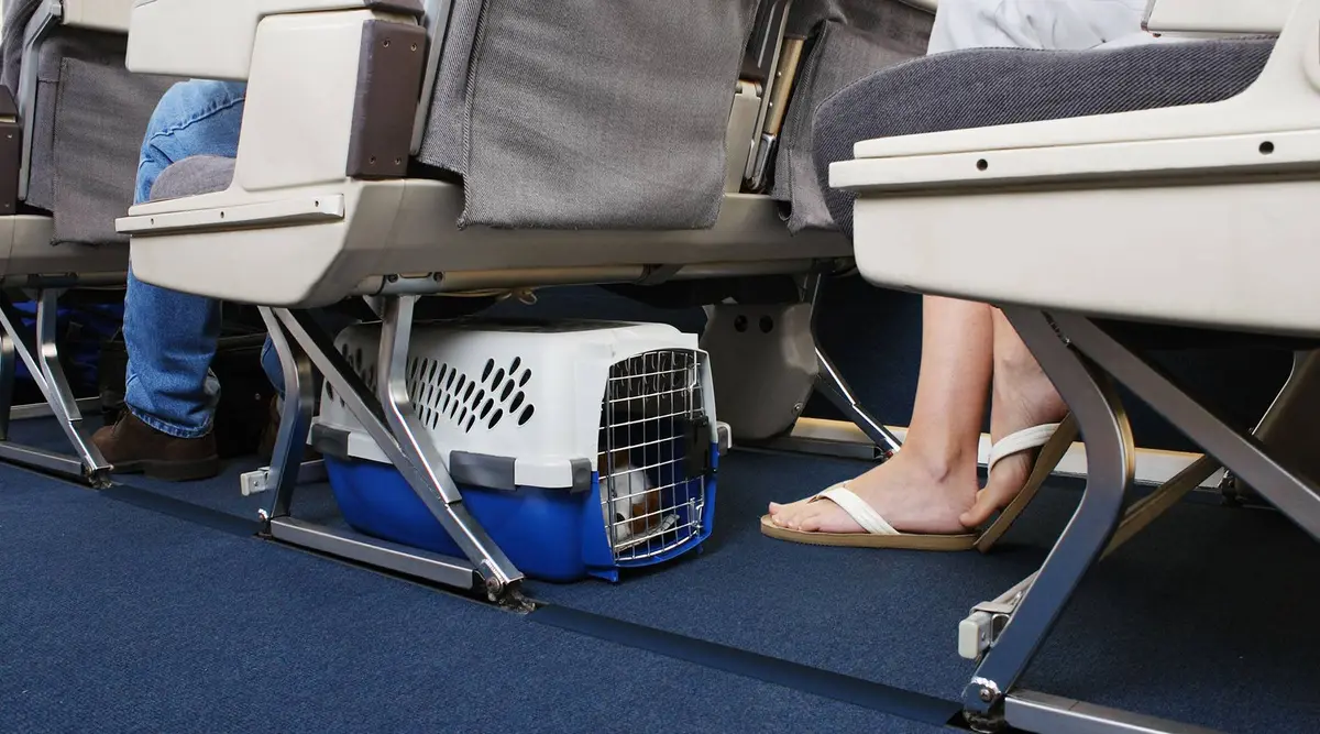 singapore airlines pet travel in cabin