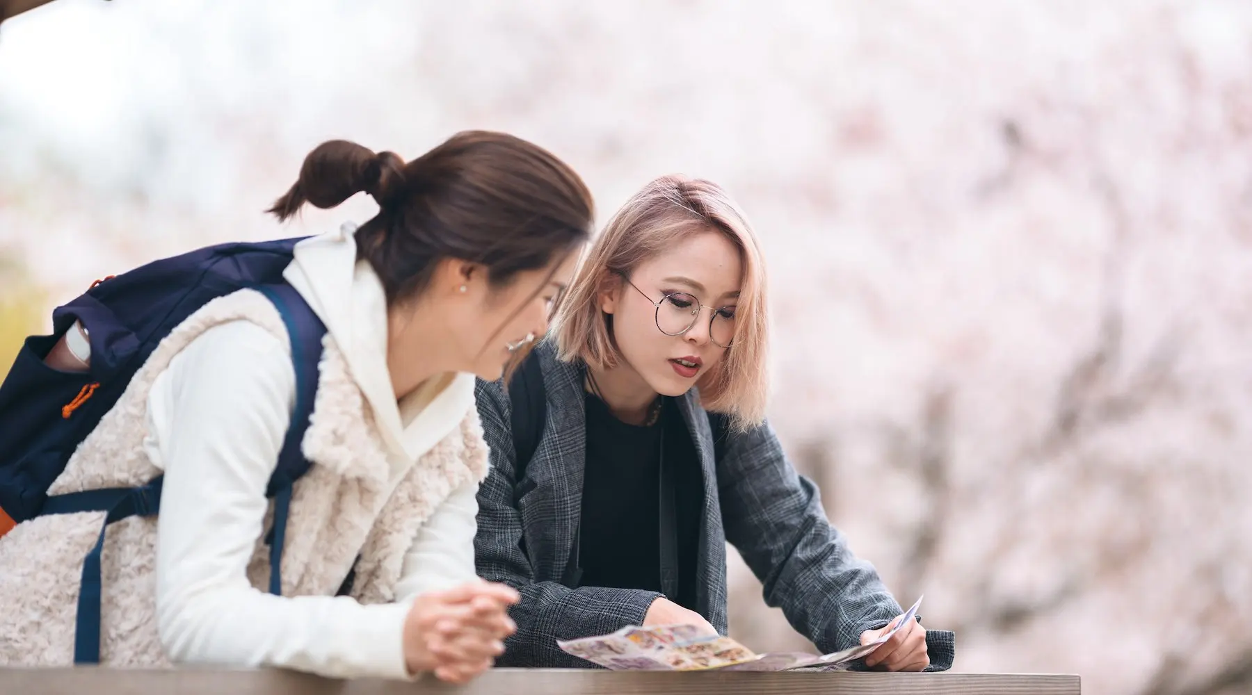 Dois amigos olhando para um mapa no Japão, com flores de cerejeira atrás deles.