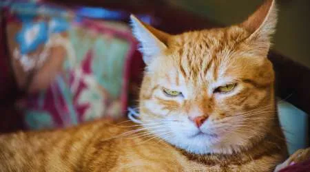The sky-high vet bill most cat owners aren’t prepared for