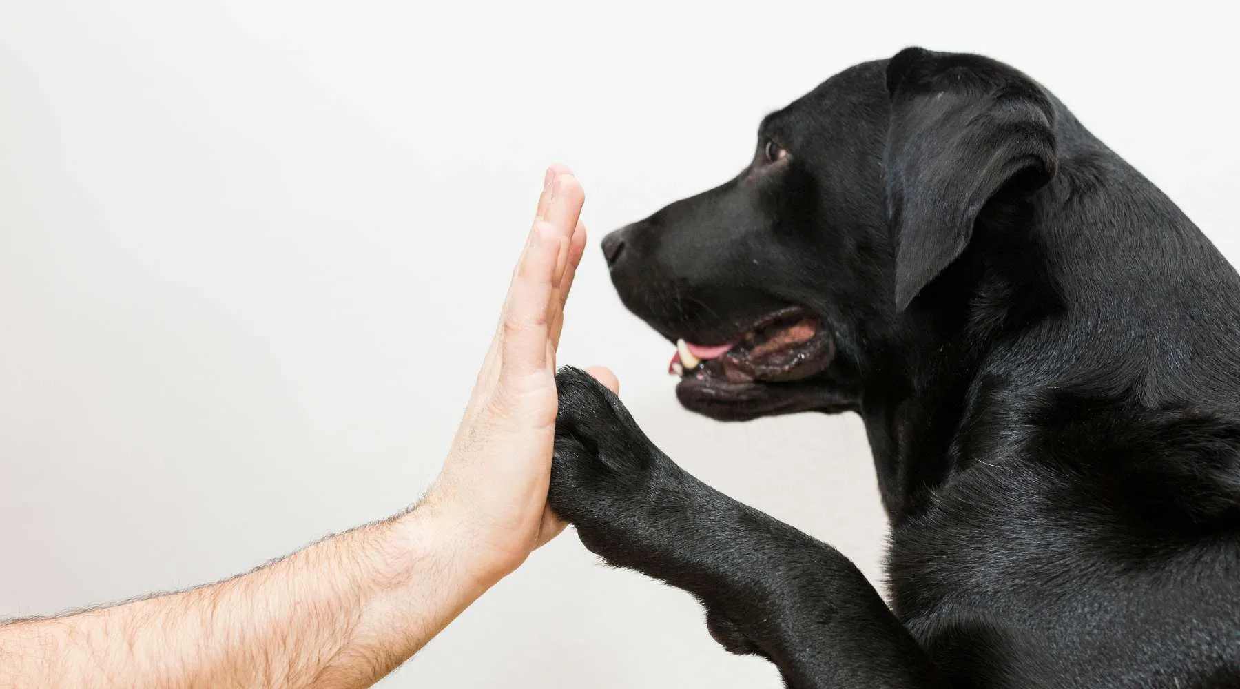 Dog giving a high five