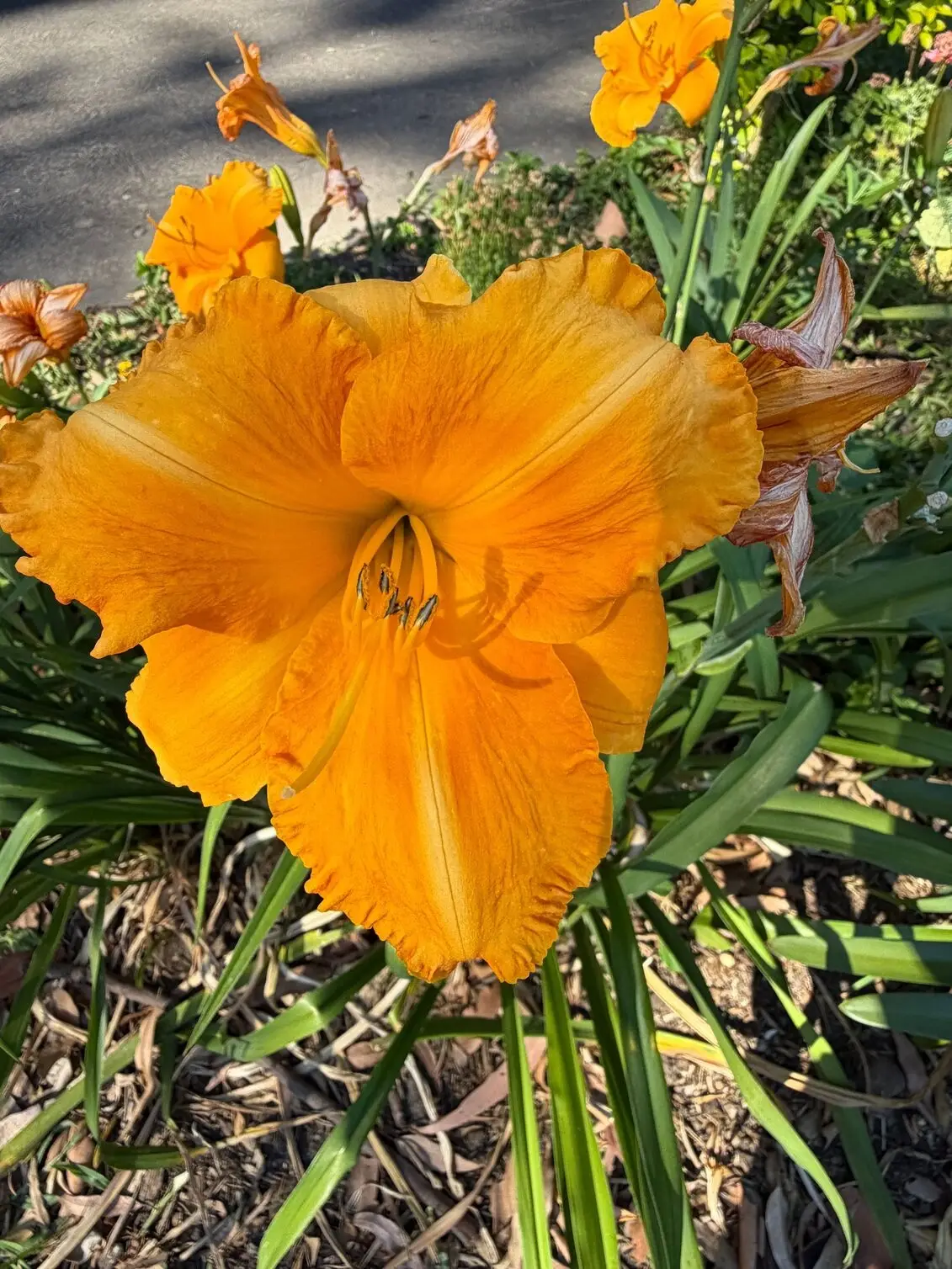 Using iPhone 17 to capture a photo of a flower