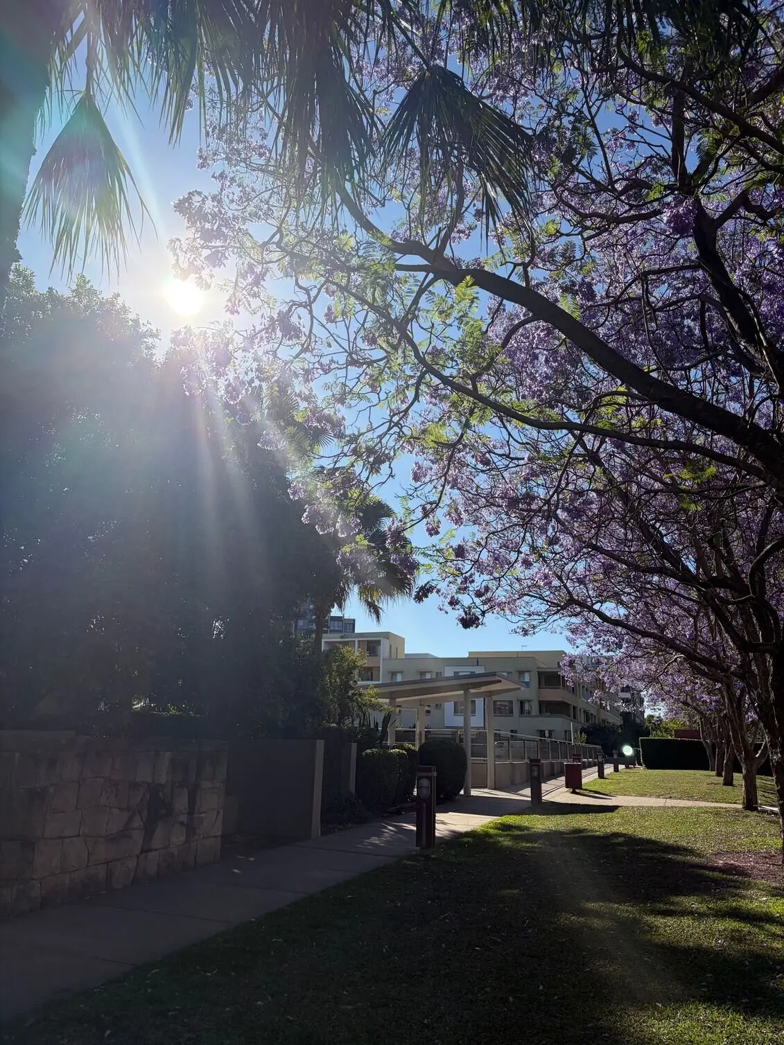 Using iPhone 17 to capture the view of park that emphasises the clarity of the camera