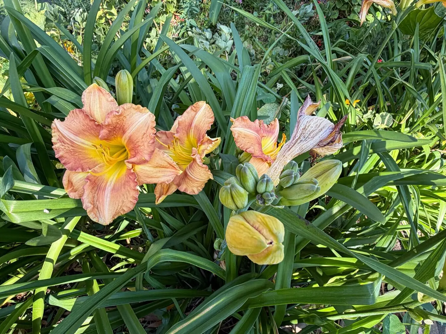 Using iPhone 17 to capture a photo of a cute flowers