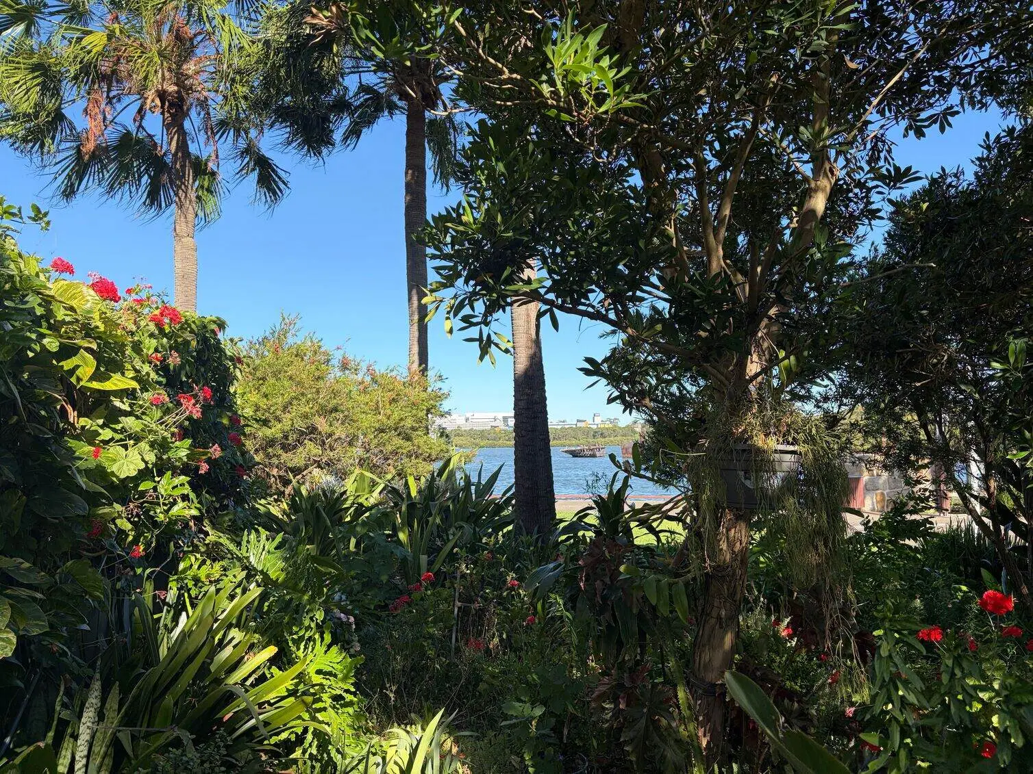Using iPhone 17 to capture a photo of a view that looks like a garden
