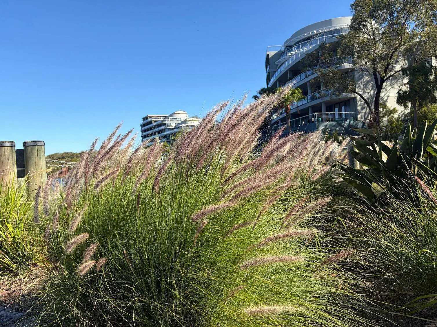 Using iPhone 17 to capture a photo of a tall grass, possibly Pennisetum, with soft pink-purple plumes. In the background, under a clear blue sky.