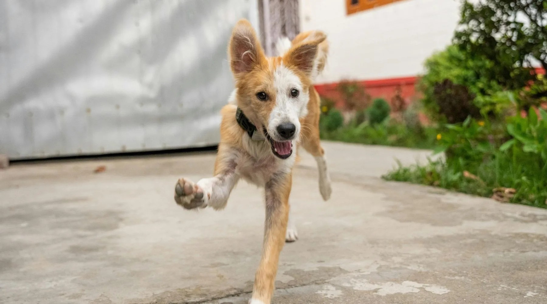 AccidentsDogs_Supplied_1800x1000