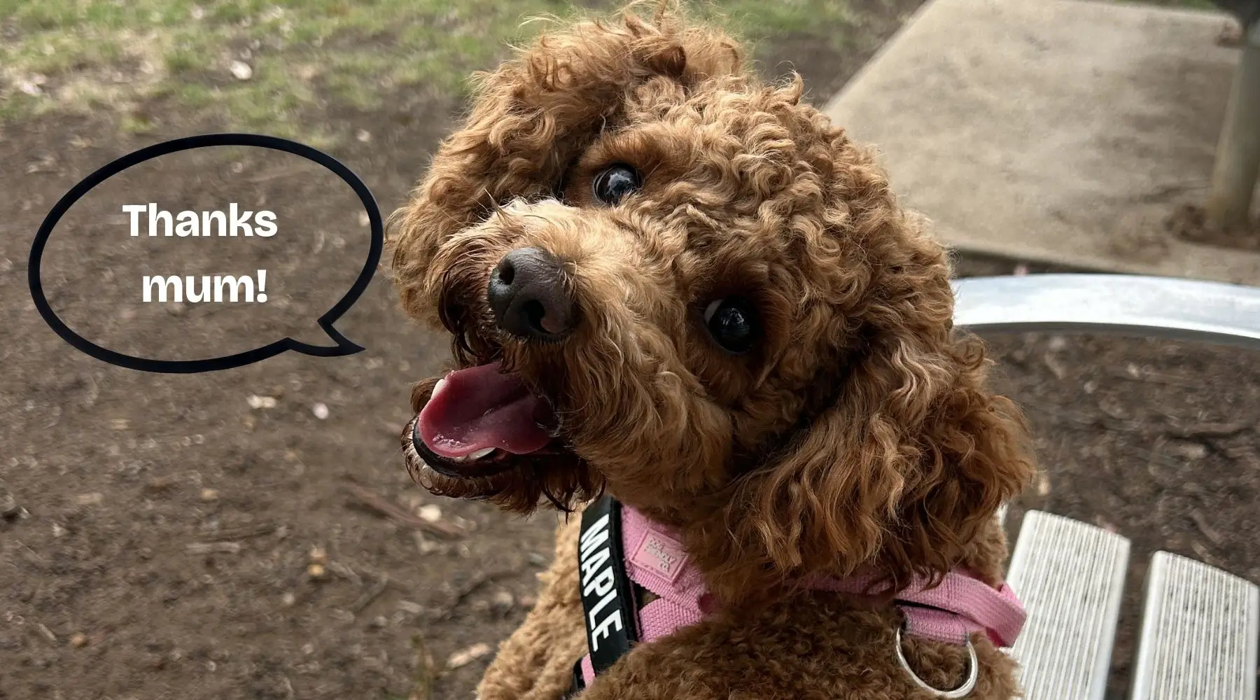 PetInsuranceSwitch_Supplied_1800x1000