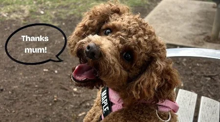 This pet insurance switch saved me $351 – here’s how you can do it too