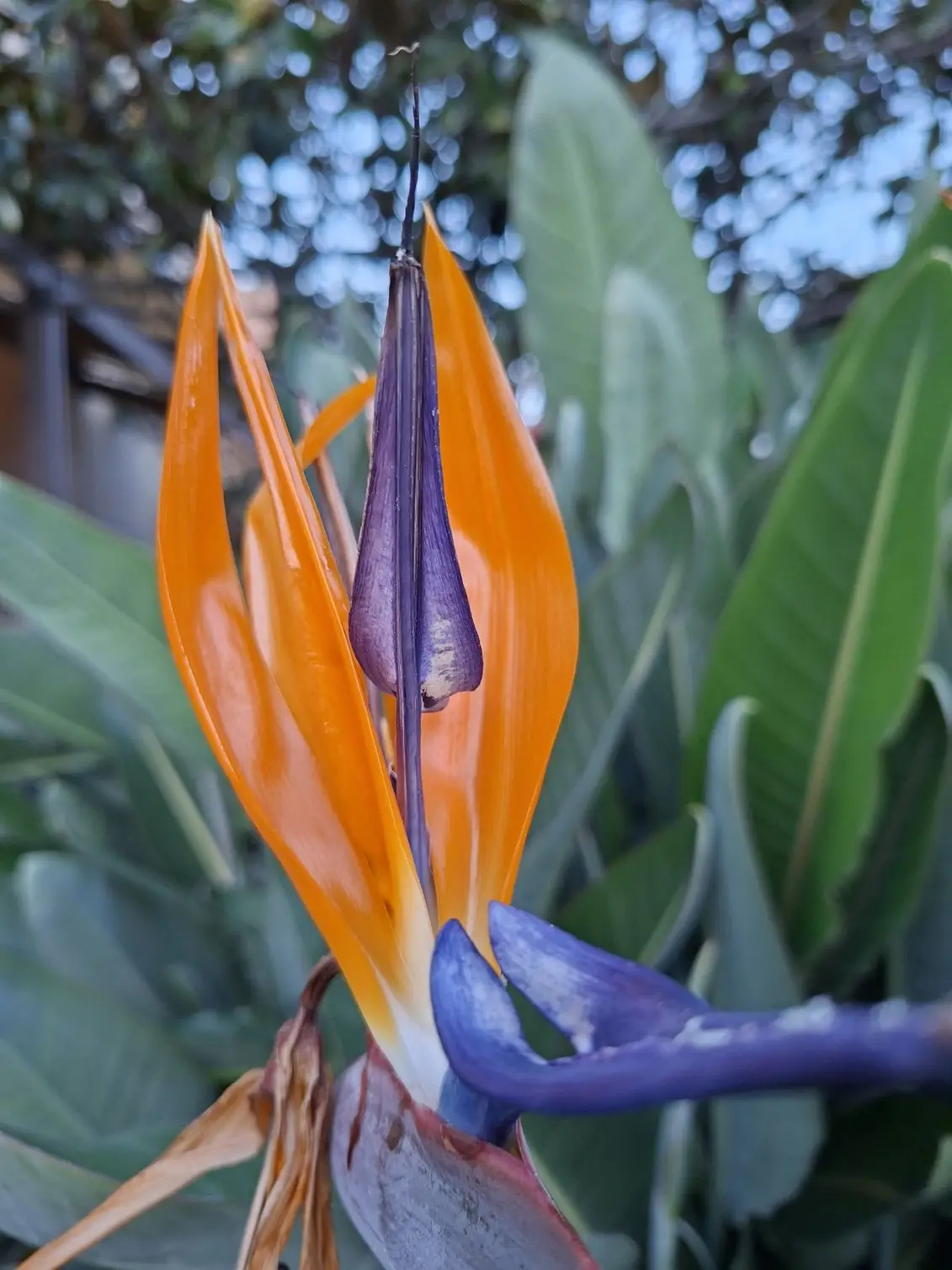 A close-up shot of a vibrant bird of paradise flower featuring bright orange petals and deep blue accents against a background of green leaves image taken using the Samsung Galaxy A57.