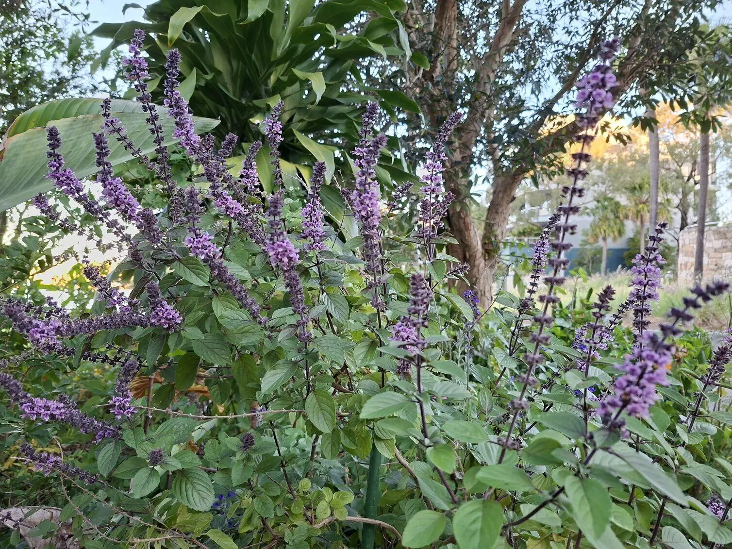 Purple flower spikes grow from a leafy green plant in a lush outdoor garden image taken using the Samsung Galaxy A57.