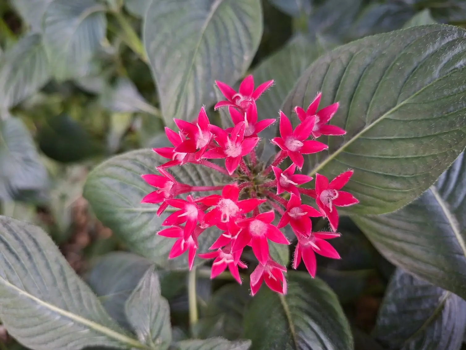 A cluster of vibrant pink flowers blooms amidst large, textured green leaves image taken using the Samsung Galaxy A57.