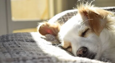 The dogs most at risk of joint pain this winter: breeds, signs and how to help