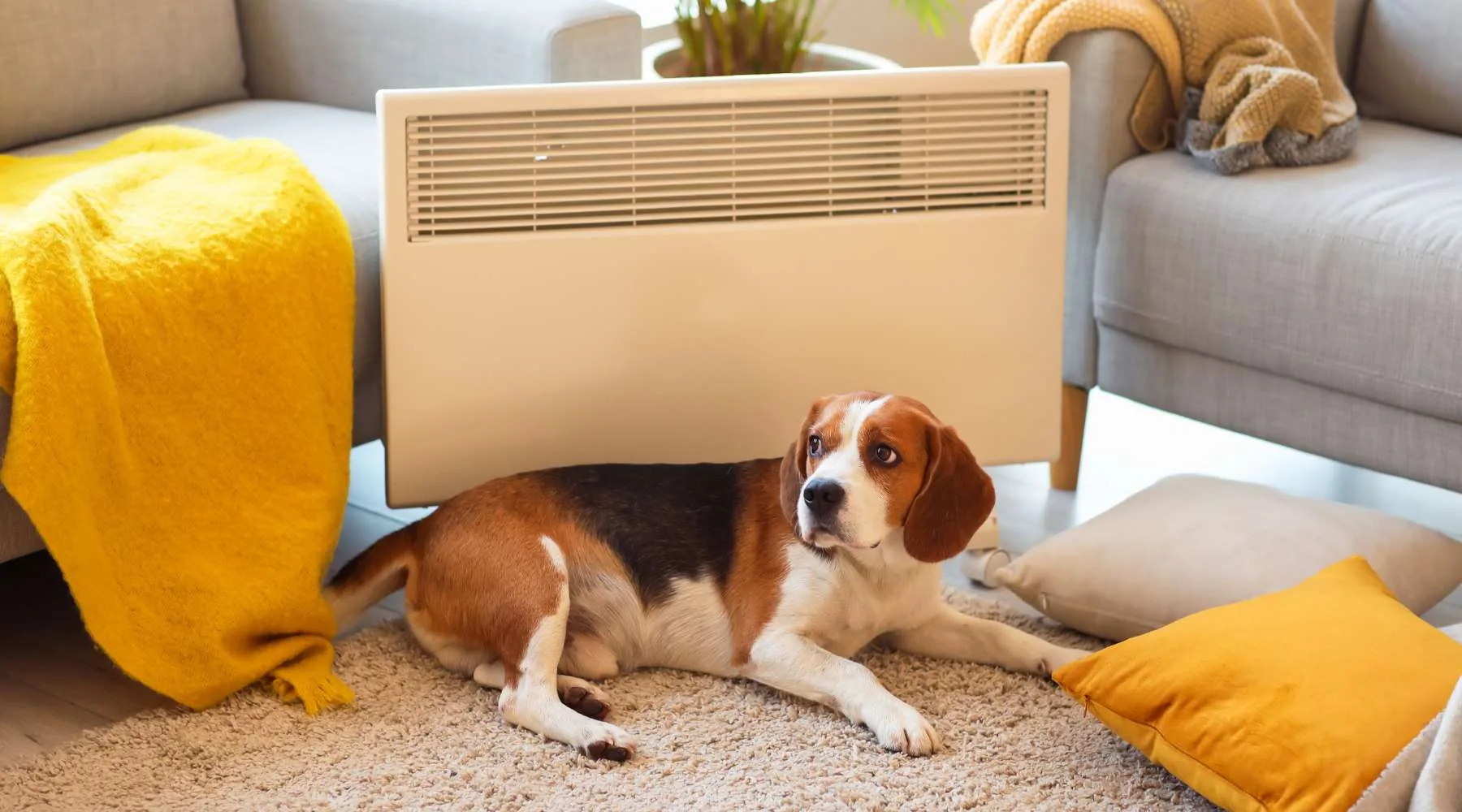 Dog with heater on its back