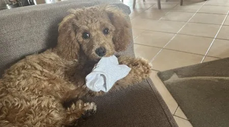 The one household item that drives thousands of vet visits a year, and we all have them