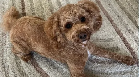 I paid $85 for a vet to tell me my dog is fine. Here’s why I’m not claiming the bill