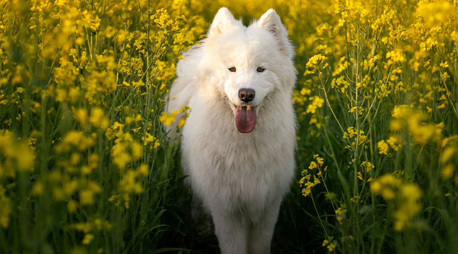 Samoyed_Supplied_1800x1000 Samoyed_Supplied_1800x1000