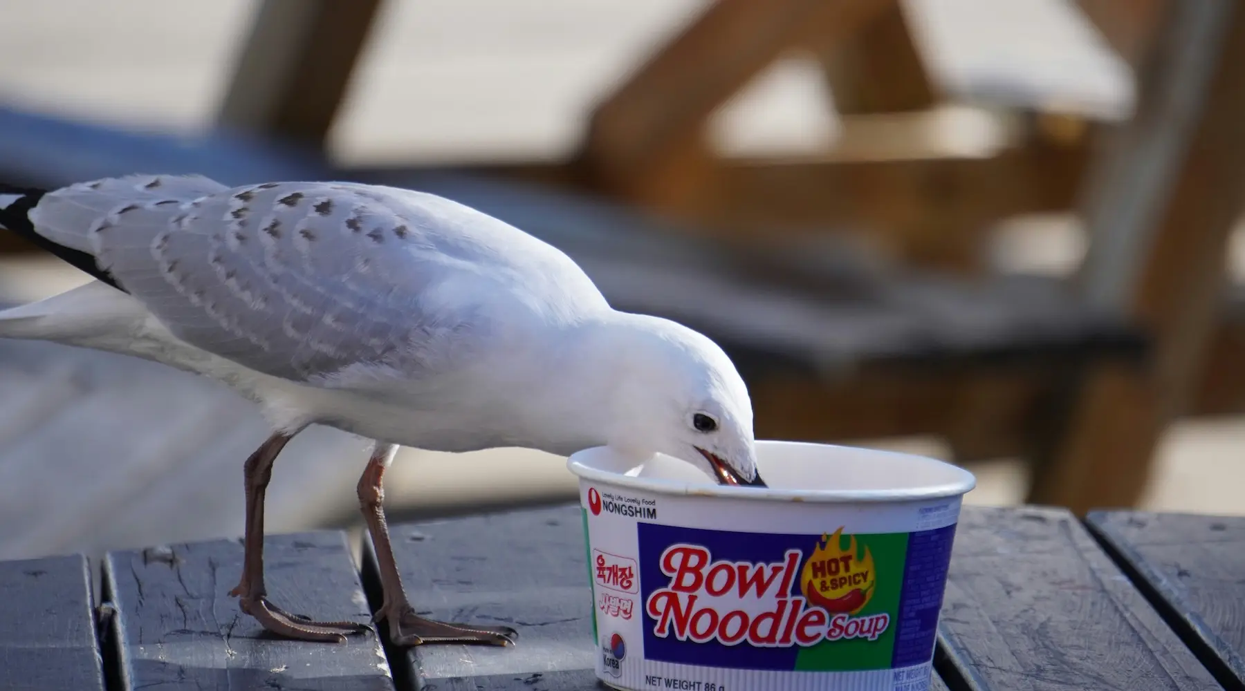 Bird stealing food theft supermarket_Unsplash_1800x1000