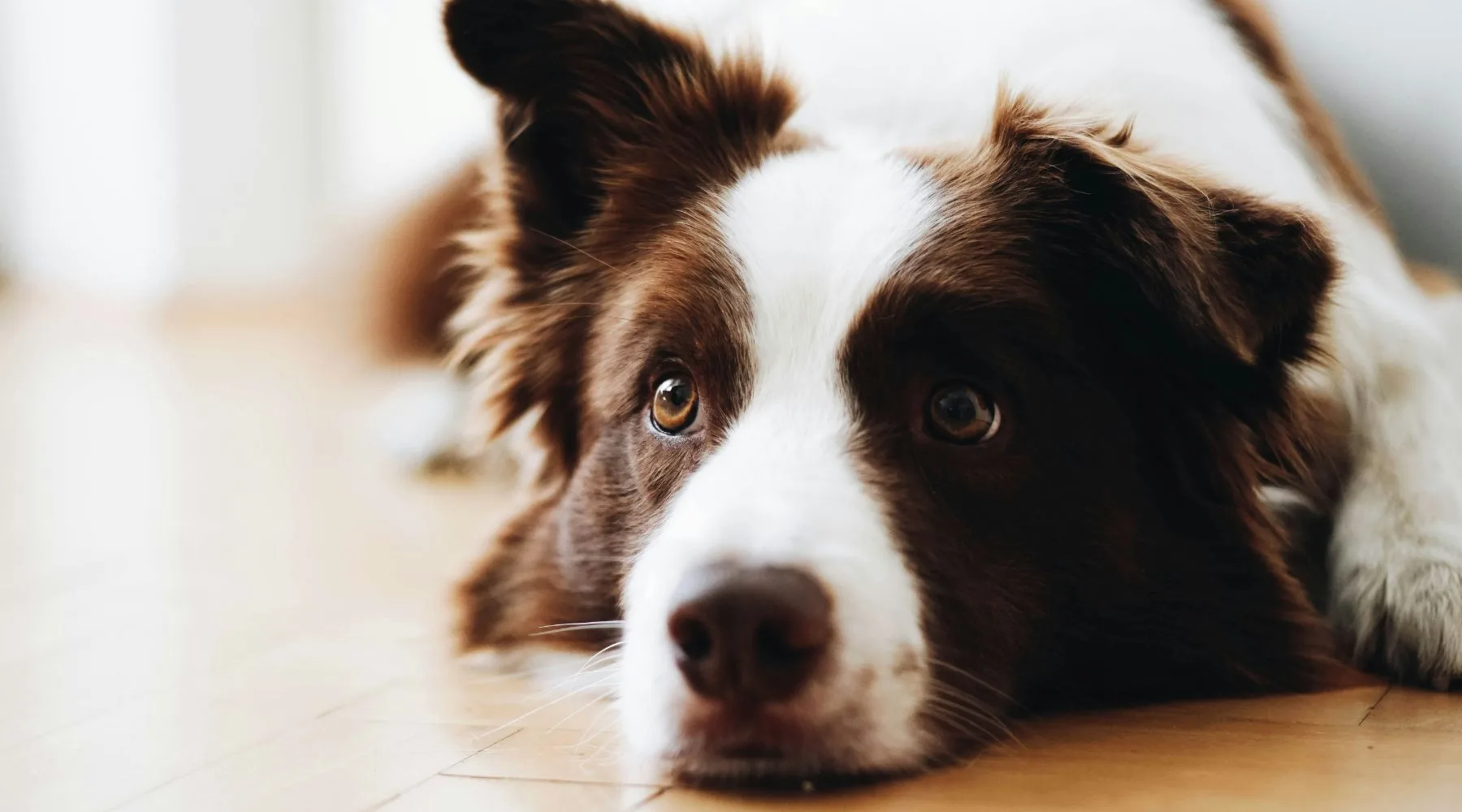 CheapDogBreeds1800x1000 CheapDogBreeds1800x1000
