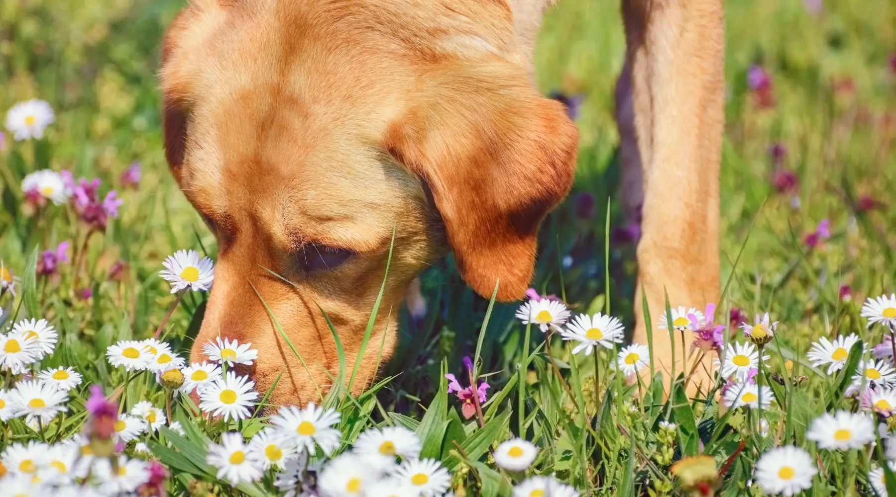 Happy_Dog_Sniffing_Summer_Flowers_Canva_1800x1000 Happy_Dog_Sniffing_Summer_Flowers_Canva_1800x1000