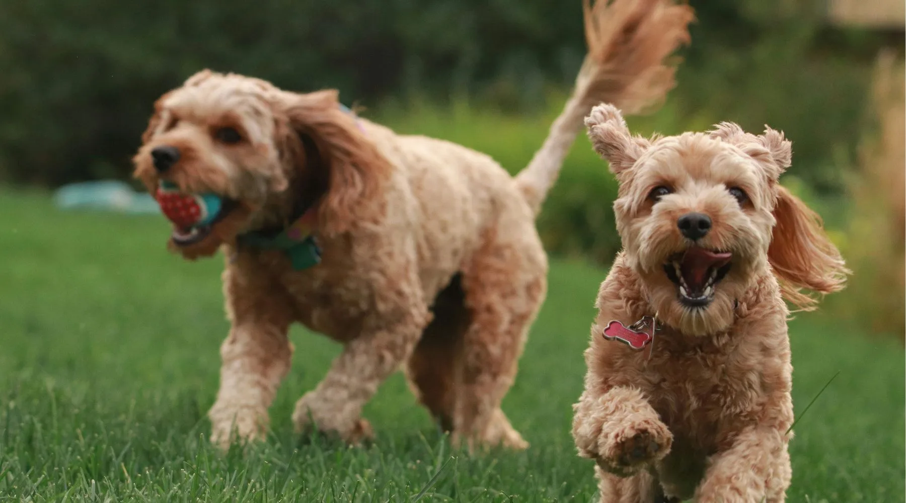 PetInsuranceAugust_Supplied_1800x1000 PetInsuranceAugust_Supplied_1800x1000