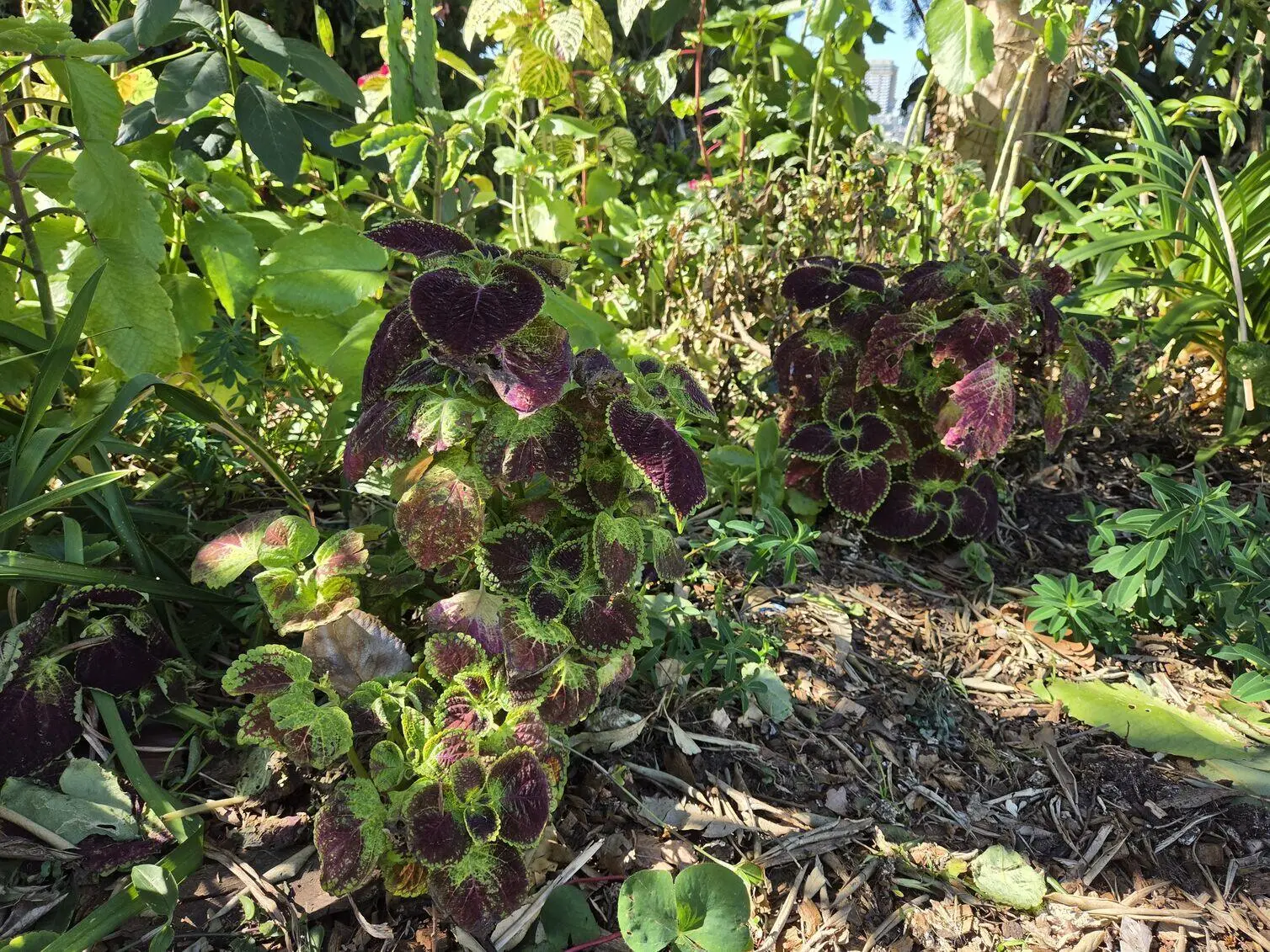 A vivid close-up of deep purple and green coleus foliage, showcasing the Samsung Galaxy Z Fold 8's colour depth and detail in dappled sunlight.