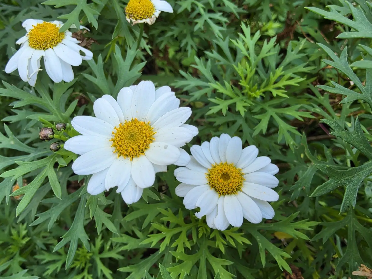 A cluster of white daisies photographed with the Samsung Galaxy Z Fold 8, capturing crisp petal edges and rich yellow centre detail.