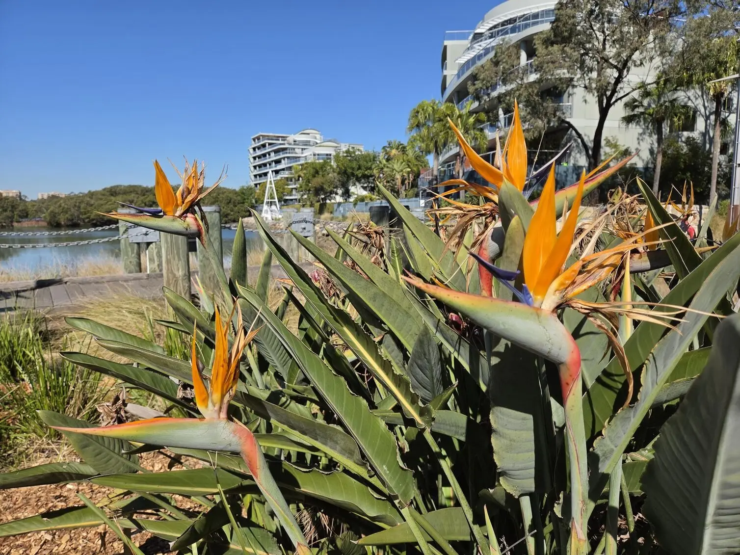 A close-up of bird of paradise flowers against a waterfront apartment building, taken on the Samsung Galaxy Z Fold 8 to highlight vibrant orange tones. 