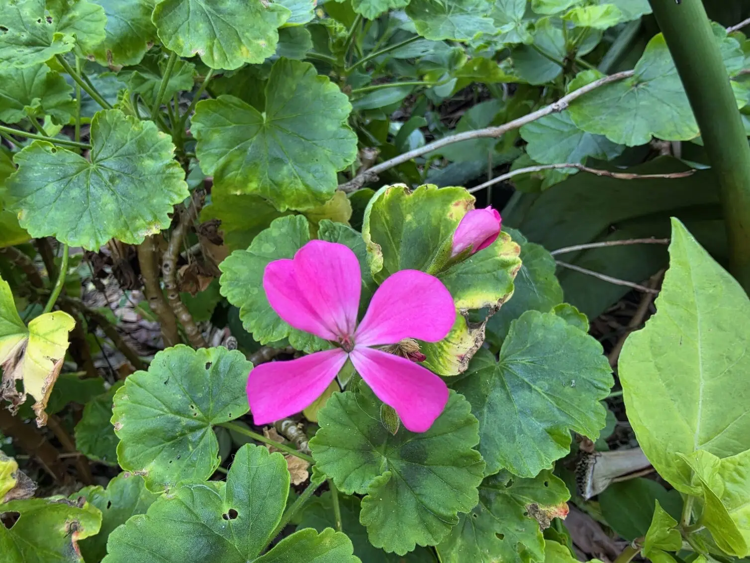 A macro shot of a vibrant pink flower, taken on the Samsung Galaxy Z Fold 8 to highlight fine petal against soft, blurred foliage. 