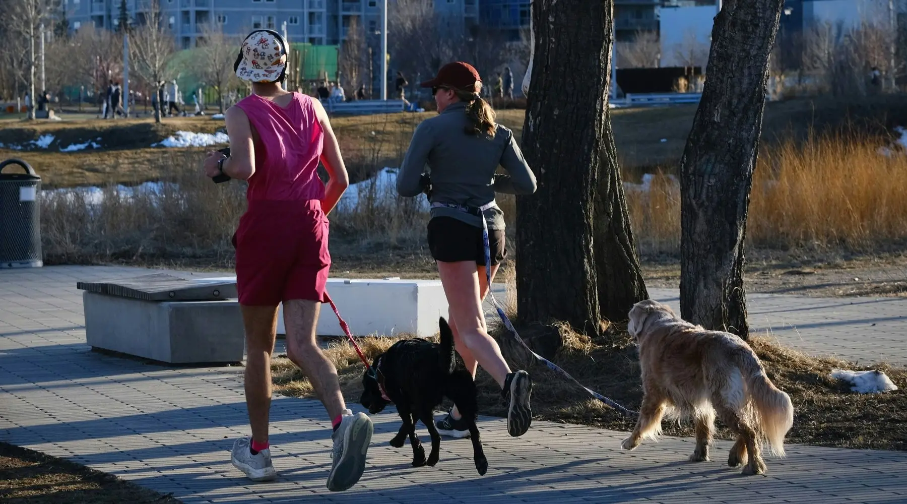TwoPeopleJoggingwithDogs_1800x1000 TwoPeopleJoggingwithDogs_1800x1000