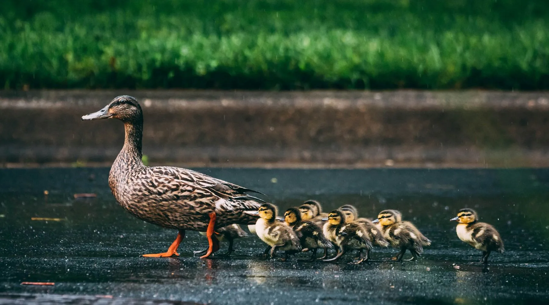 BabyDuckling_1800x1000