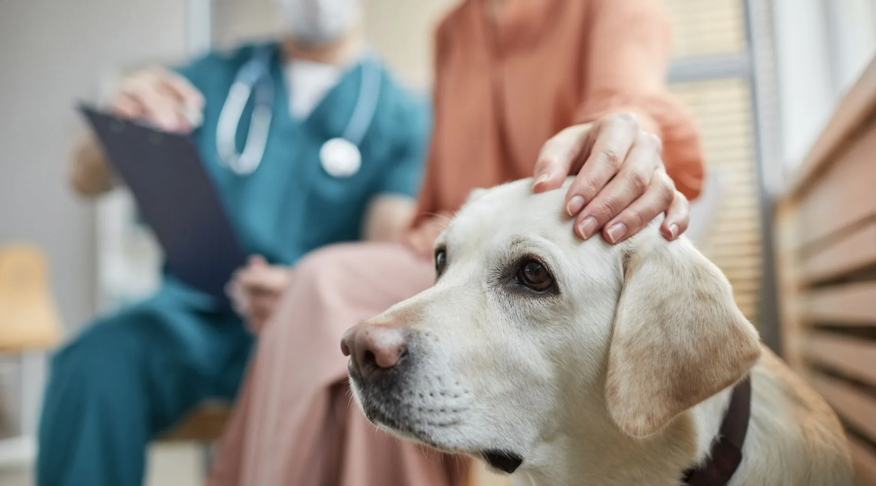 DelayingVetCare_Supplied_1800x1000 DelayingVetCare_Supplied_1800x1000
