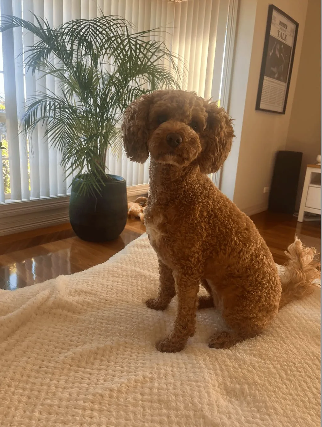 Maple sitting on the couch.