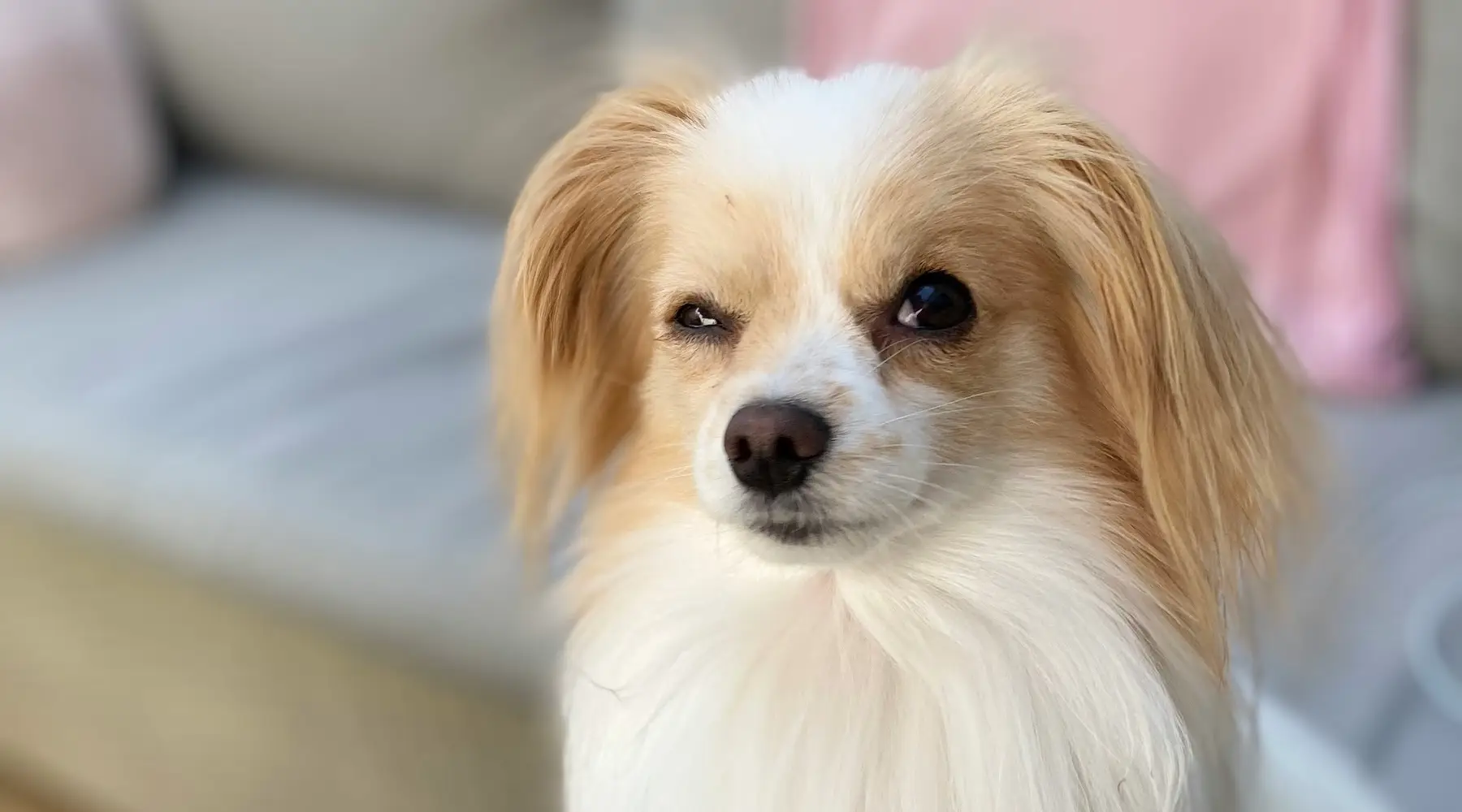 Suspicious pet dog_Unsplash_1800x1000 Suspicious pet dog_Unsplash_1800x1000