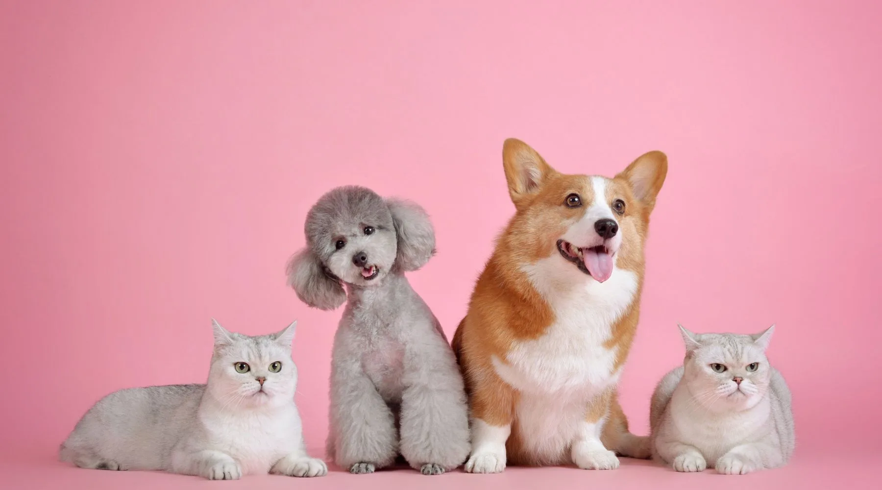 cats and dogs_Canva_1800x1000 cats and dogs_Canva_1800x1000