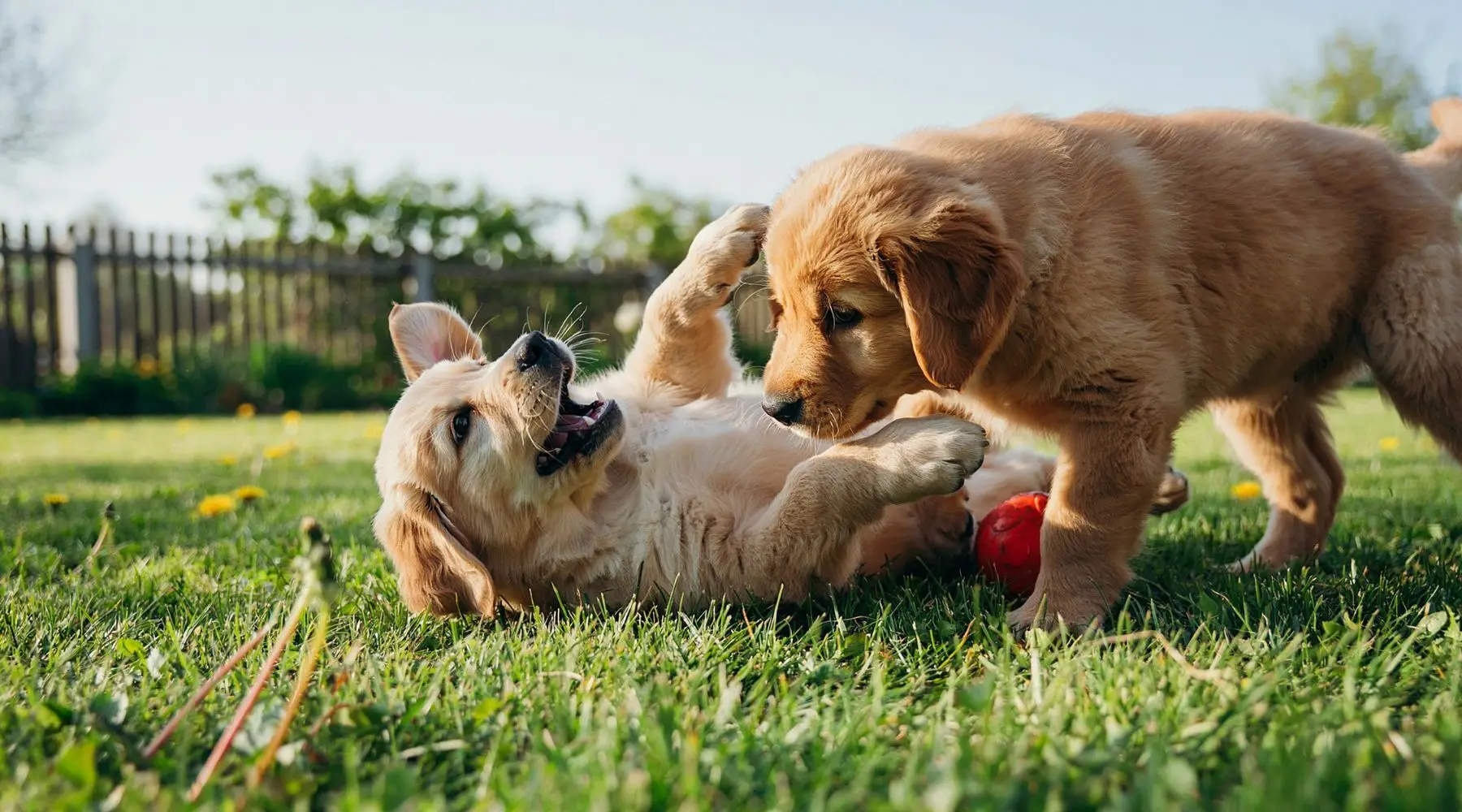 RSPCAReward_Supplied_1800x1000 RSPCAReward_Supplied_1800x1000