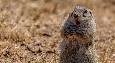 ShockedSquirrel_Supplied_450x250